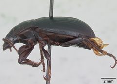 Paratrechina parvula casent0103333 profile 1 by April Nobile. Used under a CC BY 4.0 license.