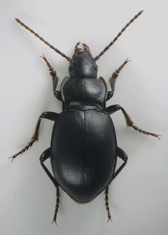 Metrius contractus by David R. Maddison. Used under a CC BY-SA 3.0 license.