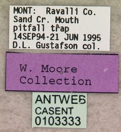 Paratrechina parvula casent0103333 label 1 by April Nobile. Used under a CC BY 4.0 license.