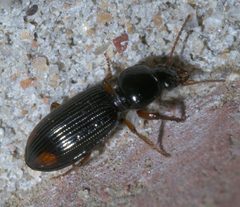 Aspidoglossa subangulata P1280655a by 
xpda. Used under a CC BY-SA 4.0 license.
