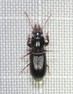 Clivina americana - inat 37621765 by {{{name}}}. Used under a CC BY-SA 4.0 license.