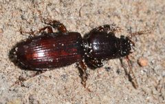 Clivina-collaris-01-fws by Francisco Welter-Schultes. Used under a CC0 license.
