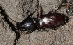 Clivina-collaris-02-fws by Francisco Welter-Schultes. Used under a CC0 license.