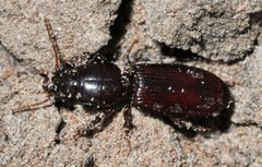 Clivina-collaris-03-fws by Francisco Welter-Schultes. Used under a CC0 license.