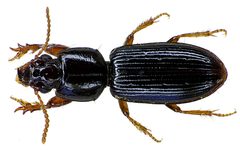 Clivina fossor bl by Siga. Used under a CC BY-SA 3.0 license.