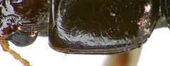 Clivina fossor detail1 by Siga. Used under a CC BY-SA 3.0 license.