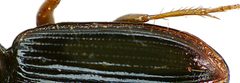 Clivina fossor detail2 by Siga. Used under a CC BY-SA 3.0 license.