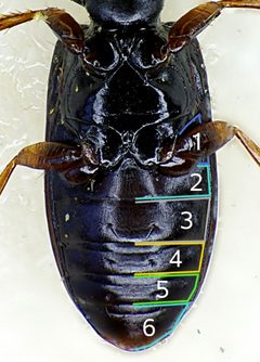 Clivina fossor detail3 by Siga. Used under a CC BY-SA 3.0 license.