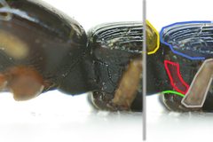Clivina fossor detail4 by Siga. Used under a CC BY-SA 3.0 license.