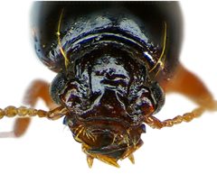 Clivina fossor front by Siga. Used under a CC BY-SA 3.0 license.