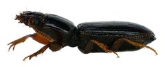 Clivina fossor side by Siga. Used under a CC BY-SA 3.0 license.