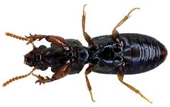 Clivina fossor underside by Siga. Used under a CC BY-SA 3.0 license.