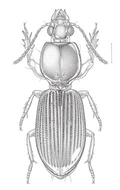 Clivina morio by Yves Bousquet. Used under a CC BY 3.0 license.