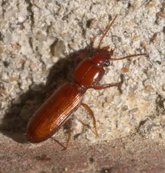Clivina planicollis - inat 205860988 by {{{name}}}. Used under a CC BY-SA 4.0 license.