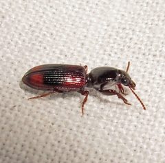 Paraclivina bipustulata by Jacy Lucier. Used under a CC BY-SA 4.0 license.