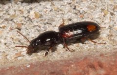 Paraclivina bipustulata - inat 193336236 by {{{name}}}. Used under a CC BY-SA 4.0 license.