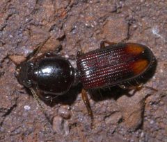 Paraclivina bipustulata P1610407a by 
xpda. Used under a CC BY-SA 4.0 license.
