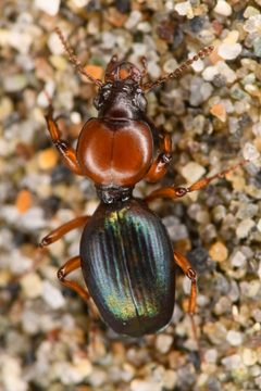 Akephorus obesus - inat 228565615 by {{{name}}}. Used under a CC BY 4.0 license.