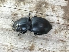 Pasimachus californicus by Cody Stricker. Used under a CC BY 4.0 license.
