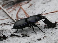 Pasimachus strenuus by Arthur Windsor. Used under a CC BY 4.0 license.