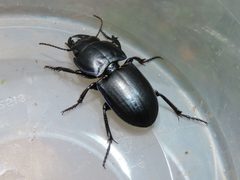 Pasimachus sublaevis 225061028 by geosesarma. Used under a CC BY 4.0 license.