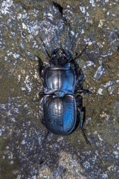 Pasimachus sublaevis 342410968 by Kristof Zyskowski. Used under a CC BY 4.0 license.