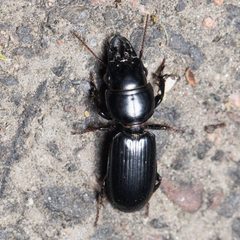 Scarites quadriceps by Ken-ichi Ueda. Used under a CC BY 4.0 license.