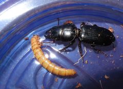 Big-headed Ground Beetle with mealworm by Snake enthusiast. Used under a CC BY-SA 4.0 license.