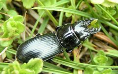 Scarites vicinus by Jacy Lucier. Used under a CC BY-SA 4.0 license.