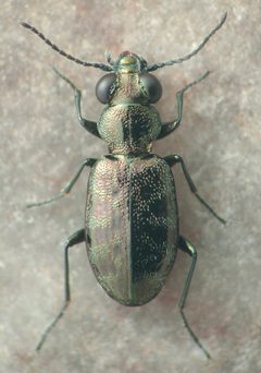 Asaphidion yukonense by David R. Maddison. Used under a CC BY 3.0 license.