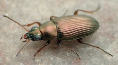 Bembidion aenulum by David R. Maddison. Used under a CC BY 3.0 license.