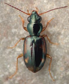 Bembidion affine by David R. Maddison. Used under a CC BY 3.0 license.
