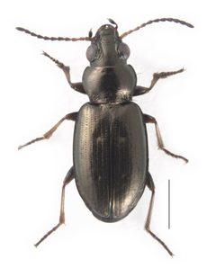 Bembidion ambiguum by Maddison D, Will K, Crews S, LaBonte J. Used under a CC BY 4.0 license.