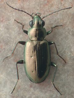 Bembidion americanum by David R. Maddison. Used under a CC BY 3.0 license.