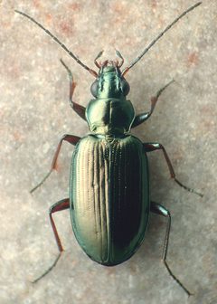 Bembidion antiquum by David R. Madison. Used under a CC BY 3.0 license.
