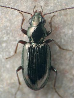 Bembidion aratum by David R. Maddison. Used under a CC BY 3.0 license.