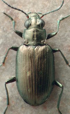 Bembidion balli by David R. Maddison. Used under a CC BY 3.0 license.