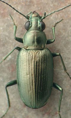 Bembidion bowditchii by David R. Maddison. Used under a CC BY 3.0 license.