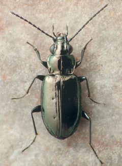 Bembidion breve by David R. Madison. Used under a CC BY 3.0 license.