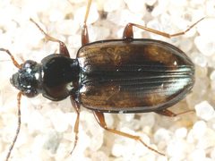 Bembidion bruxellense by 



This image is created by user Wim Rubers at Waarneming.nl, a source of nature observations in the Netherlands.
. Used under a CC BY 3.0 license.
