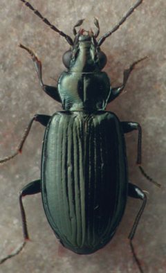 Bembidion carolinense by David R. Maddison. Used under a CC BY 3.0 license.