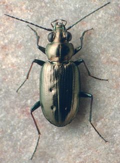 Bembidion bifossulatum cheyennense by David R. Maddison. Used under a CC BY 3.0 license.