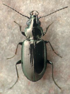 Bembidion commotum by David R. Madison. Used under a CC BY 3.0 license.