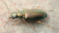 Bembidion confusum by David R. Maddison. Used under a CC BY 3.0 license.