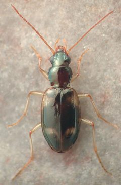 Bembidion festivum by David R. Maddison. Used under a CC BY 3.0 license.