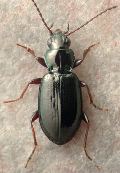 Bembidion grapii by David R. Madison. Used under a CC BY 3.0 license.