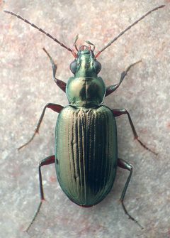Bembidion honestum by David R. Madison. Used under a CC BY 3.0 license.