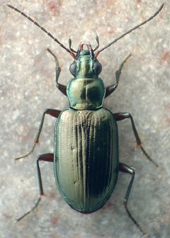 Bembidion honestum1 by David R. Madison. Used under a CC BY 3.0 license.