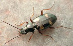 Bembidion horni by David R. Maddison. Used under a CC BY 3.0 license.
