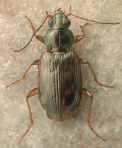 Bembidion immaturum by David R. Maddison. Used under a CC BY 3.0 license.